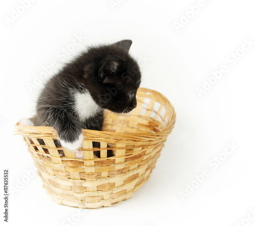 Little funny black kitty with white breast in the wicker basket photo