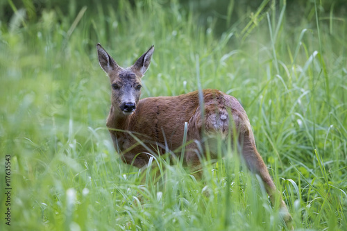 Fototapeta Naklejka Na Ścianę i Meble -  Wild roe deer in the forest