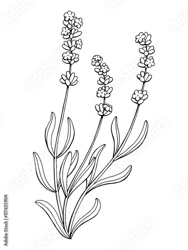 Fototapeta Naklejka Na Ścianę i Meble -  Lavender flower graphic art black white isolated illustration vector