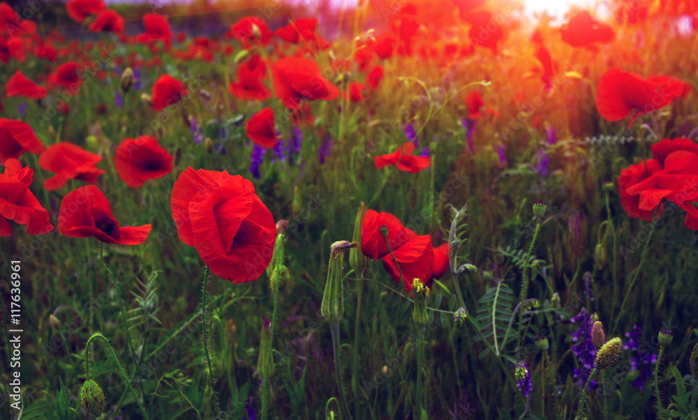 Fototapeta premium wild flowers poppies in a field with grass at sunset