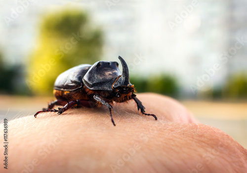 beetle giant on a man's hand, rhinoceros © Lumppini