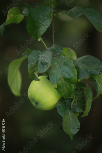 jabłko na gałęzi