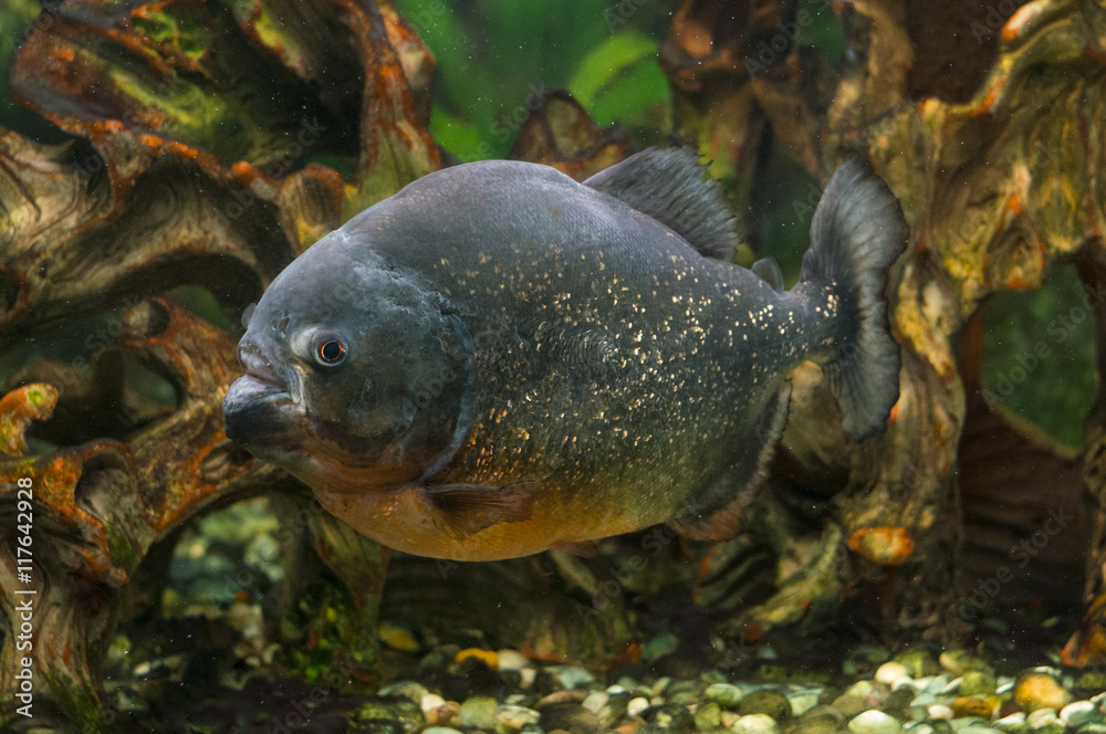 Piranha fish in aquarium Piranha fish in aquarium