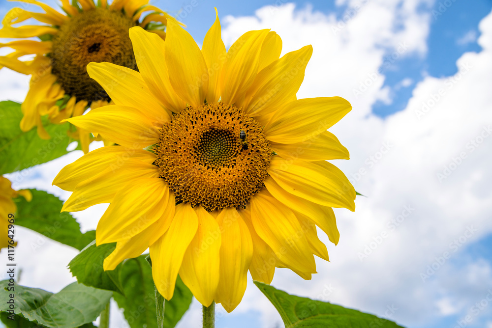 flower sunflower with bee sitting on it flower sunflower with bee sitting on it