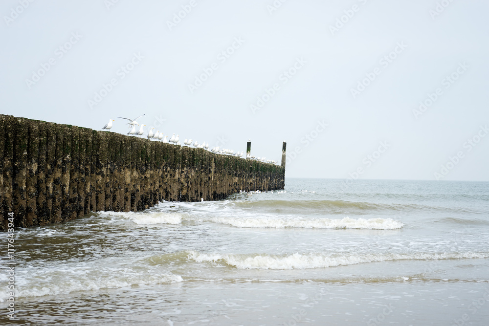 Seagulls on Timber Piles At Domburg Beach / Netherlands