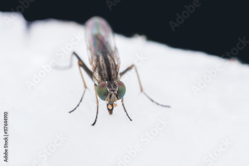 Close up Housefly