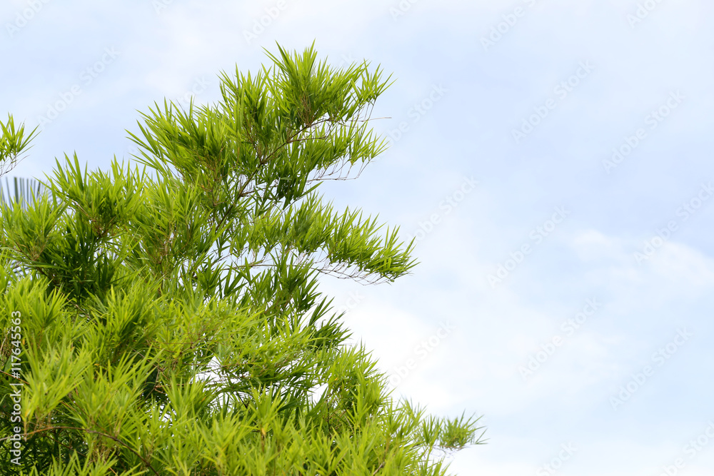 tree top of bamboo Leaves in the public park. tree top of bamboo Leaves in the public park.
