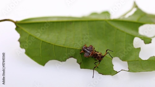 Lobster moth caterpillar is eating leaf of host plant photo