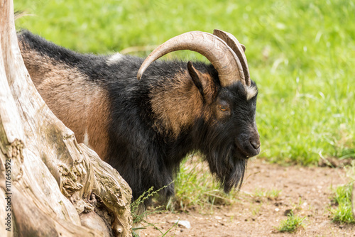 Ziegenbock auf der Wiese