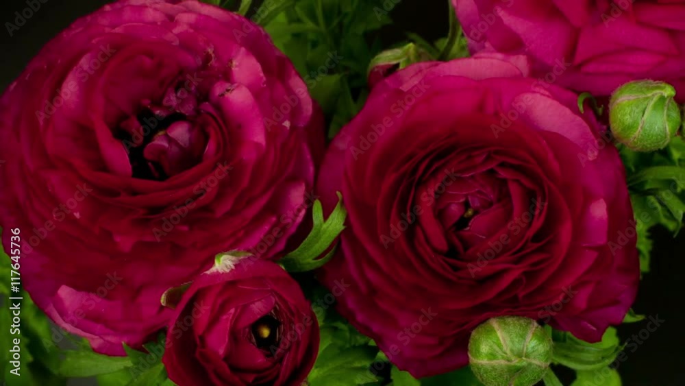 persian buttercup flower growing 8 days persian buttercup flower growing 8 days