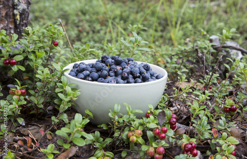 Bowl of blueberries in a forest floor of Finish Lapland