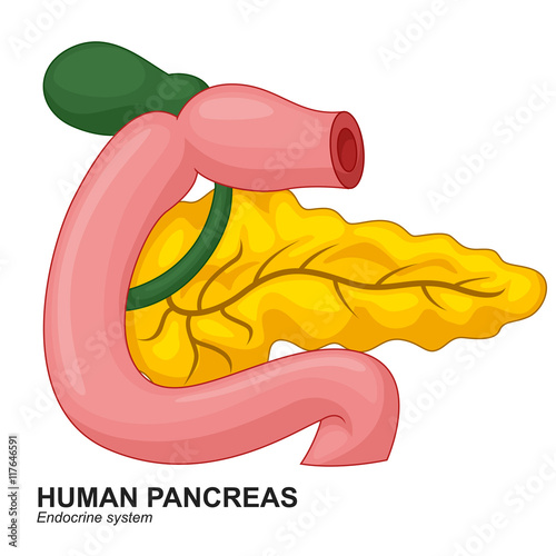 Human Internal Pancreas Cartoon
