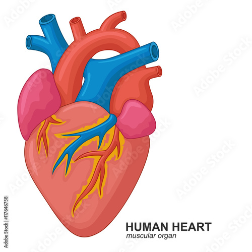 Human heart cartoon