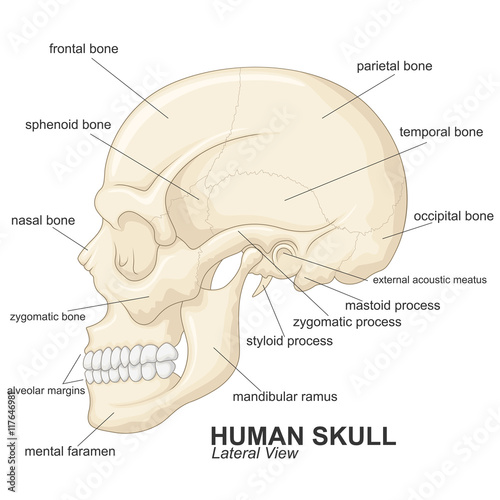 Human skull lateral view with explanation