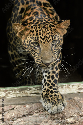 young beautiful leopard in the park