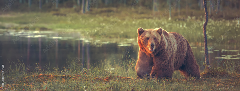 Big male bear walking in the bog at sunset. Sized to fit for cover image on popular social media site