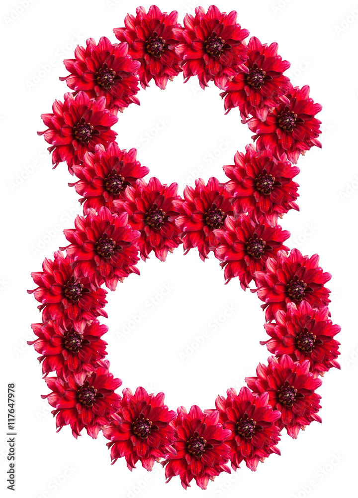 numbers of red dahlia flower. isolated on white background