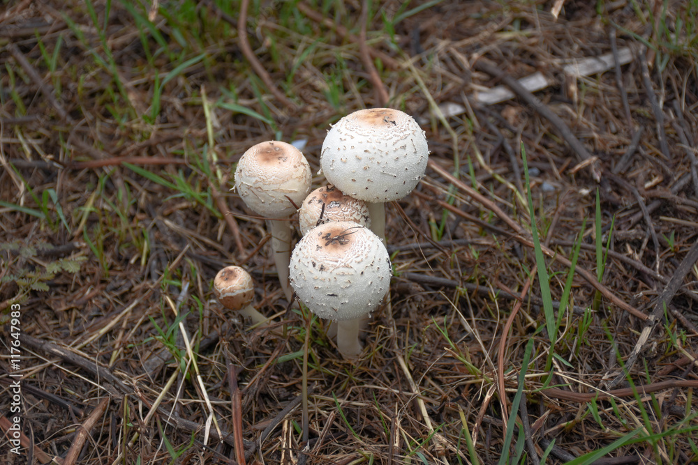 white mushroom on the ground white mushroom on the ground