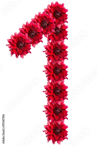 numbers of red dahlia flower. isolated on white background