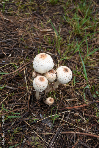 white mushroom on the ground