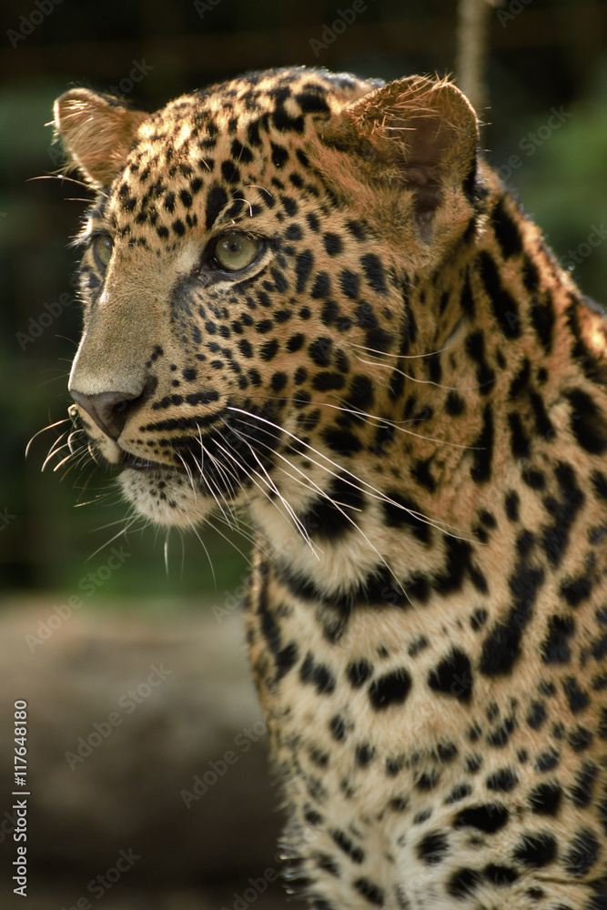 Obraz premium young beautiful leopard in the park