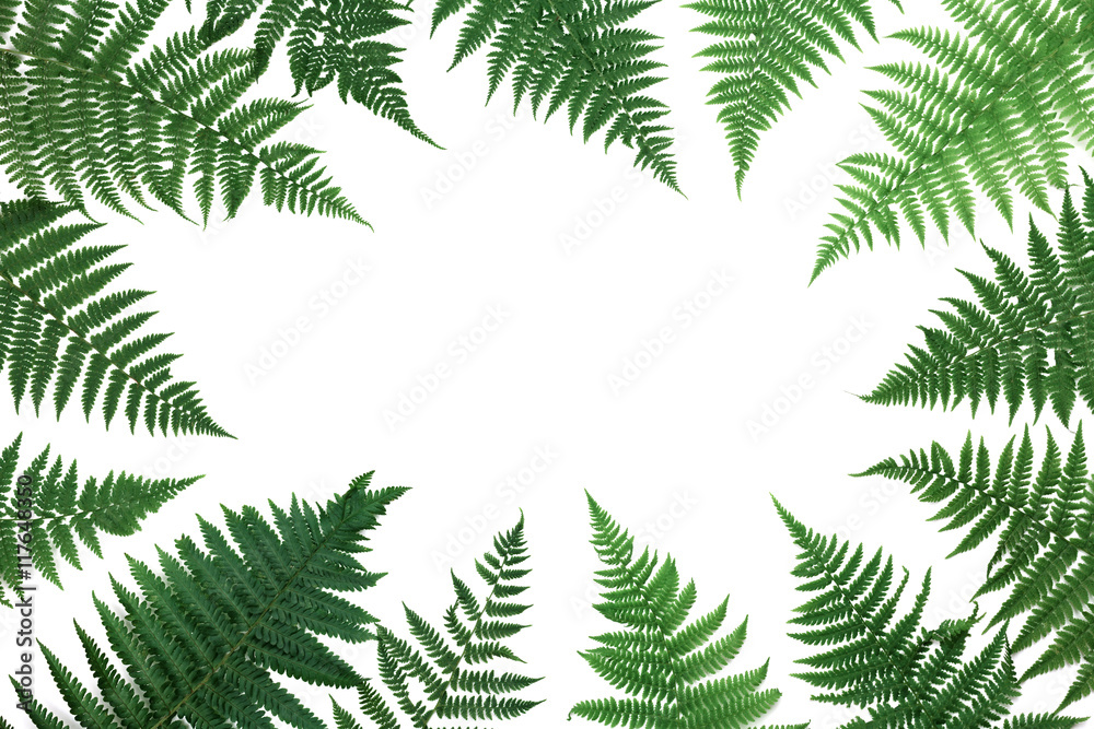 Fern leaves frame isolated on white background top view. Flat lay styling. Fern leaves frame isolated on white background top view. Flat lay styling.