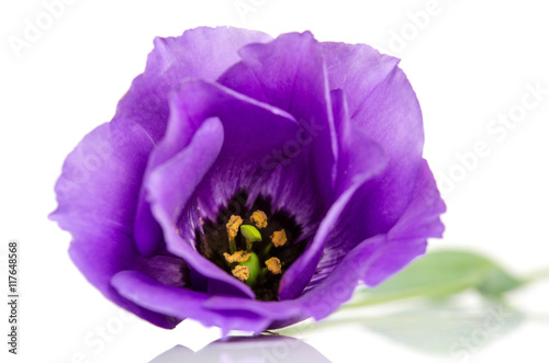 Beautiful violet eustoma flower isolated on white background