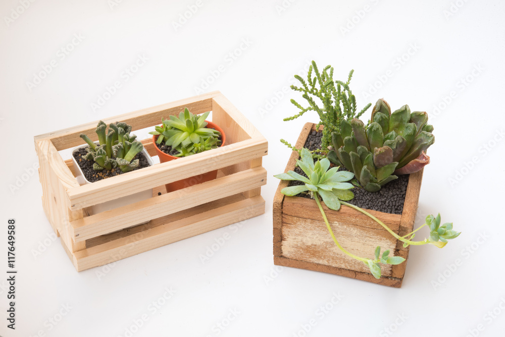 Variety of little Succulents plant pot inside wooden cage Variety of little Succulents plant pot inside wooden cage