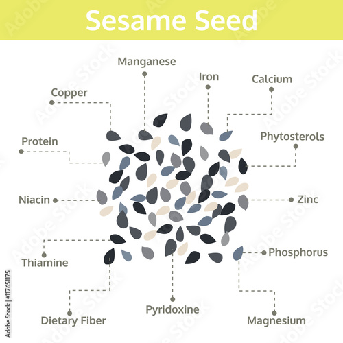 sesame seed nutrient of facts and health benefits, info graphic