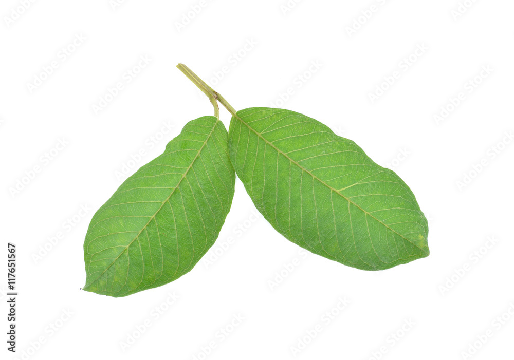 Fototapeta premium guava leaf on white background