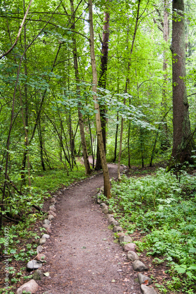 Fototapeta premium The path in the forest surrounded by green trees and grass on a cloudy summer day