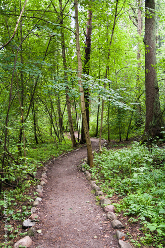 The path in the forest surrounded by green trees and grass on a cloudy summer day