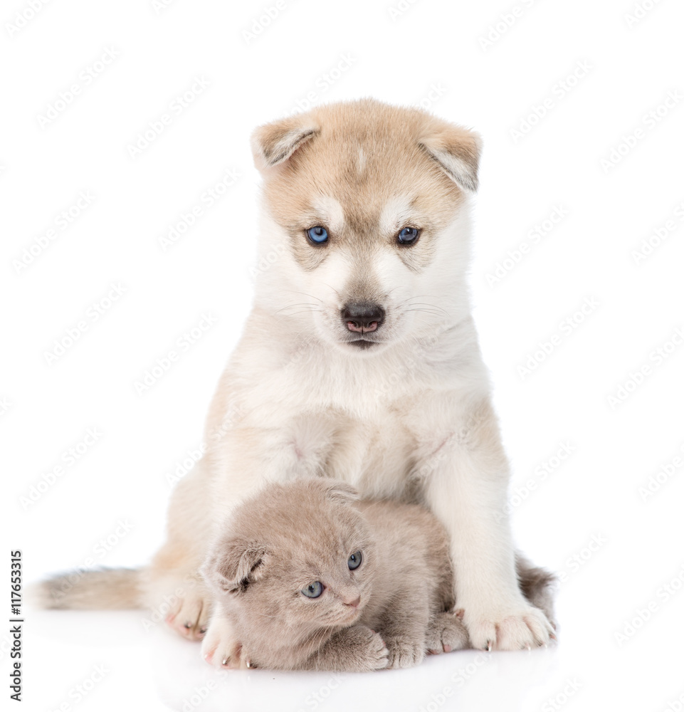 Siberian Husky puppy hugging scottish kitten . isolated on white