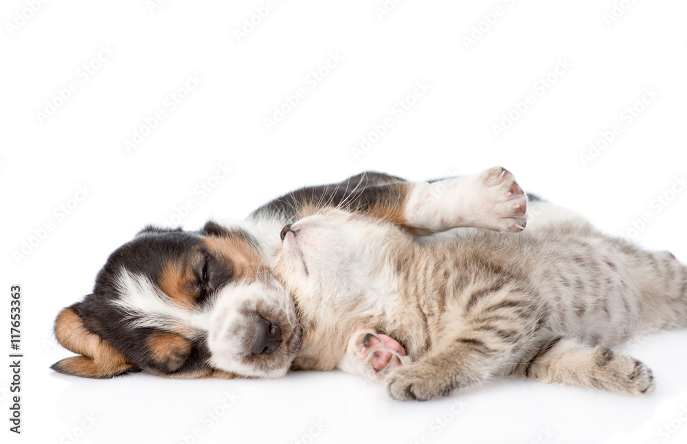 Tabby kitten lying with sleeping basset hound puppy. isolated on white