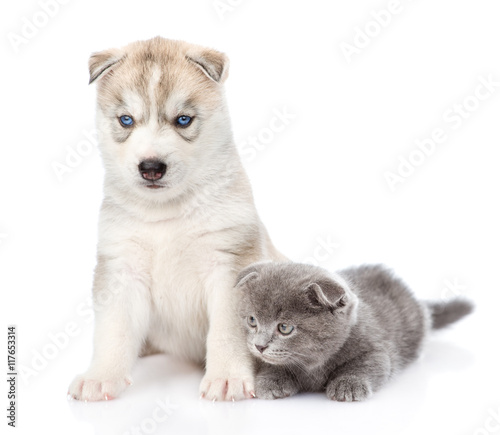 Small scottish kitten and Siberian Husky puppy together. isolated on white