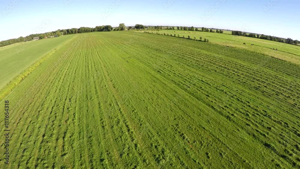 Aerial bird view of worked meadow mowed fresh green grass straight strips piles of grass drone flying forward blue sky background beautiful summer day farm land grass harvested for cattle in winter 4k Aerial bird view of worked meadow mowed fresh green grass straight strips piles of grass drone flying forward blue sky background beautiful summer day farm land grass harvested for cattle in winter 4k