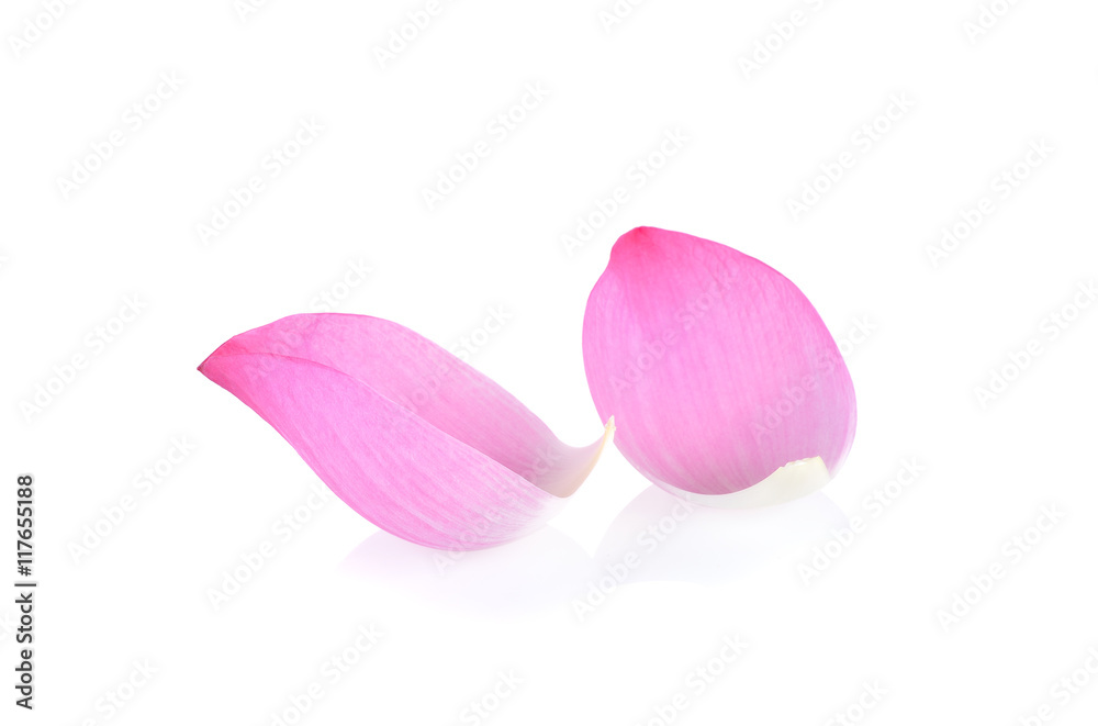 pink lotus petals on white background pink lotus petals on white background