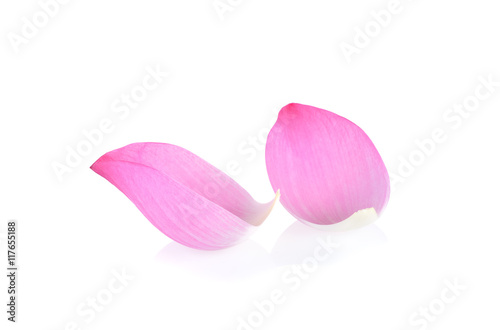 pink lotus petals on white background