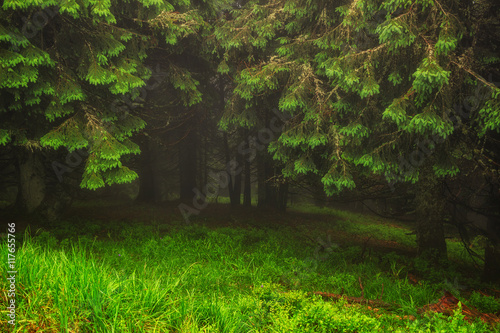 Wonderful landscape of pine forest in mist weather at Carpathian mountains