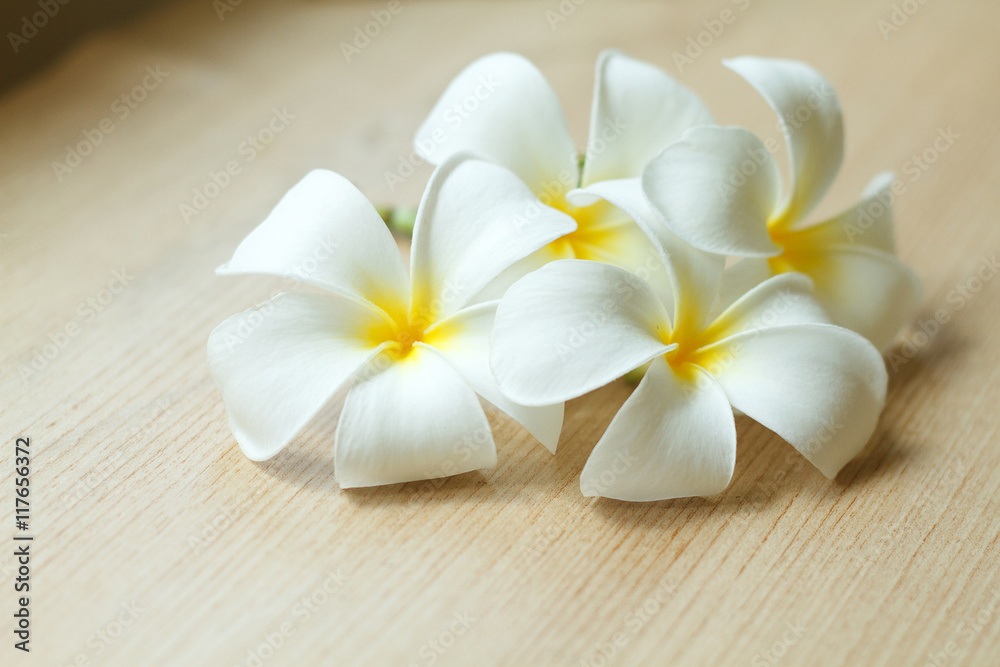 Plumeria flowers fresh or Frangipani tropical flowers on wood ta