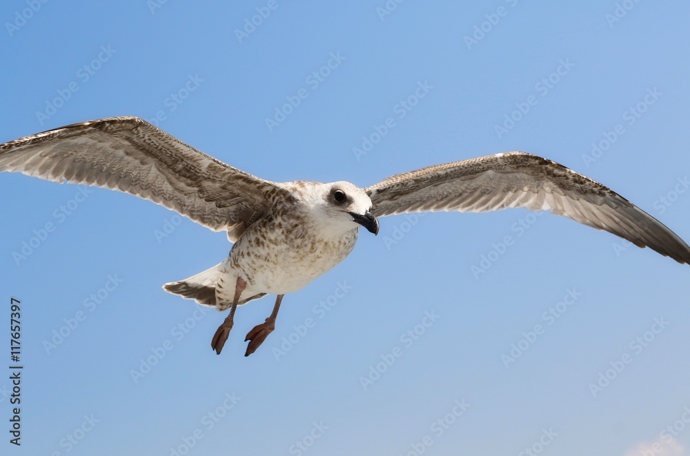 Obraz premium seagull flying in blue sky