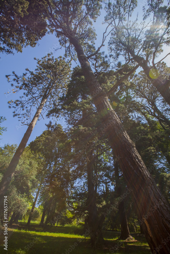 Fototapeta premium Spring forest