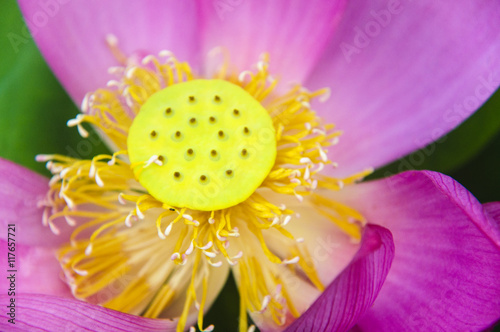 Lotus flower closeup