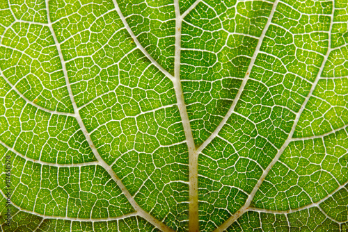 Leaf texture abstract background with closeup view on veins