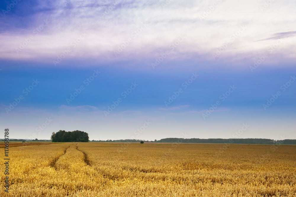 Traces of the tractor in a field of grain. Summer landscape. Masuria, Poland. Traces of the tractor in a field of grain. Summer landscape. Masuria, Poland.