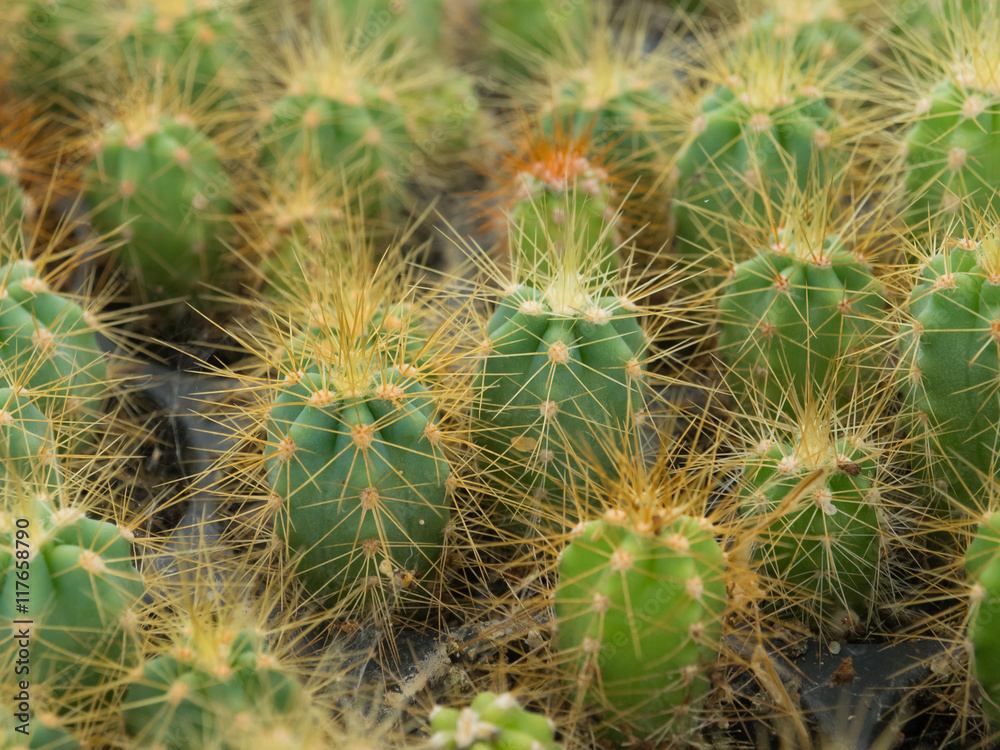 Cactus plant Cactus plant