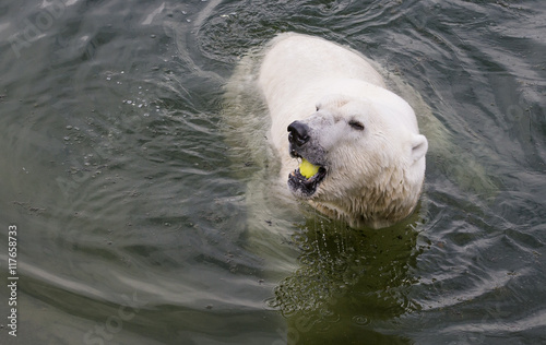 Polar Bear Eating an apple © katiekk2