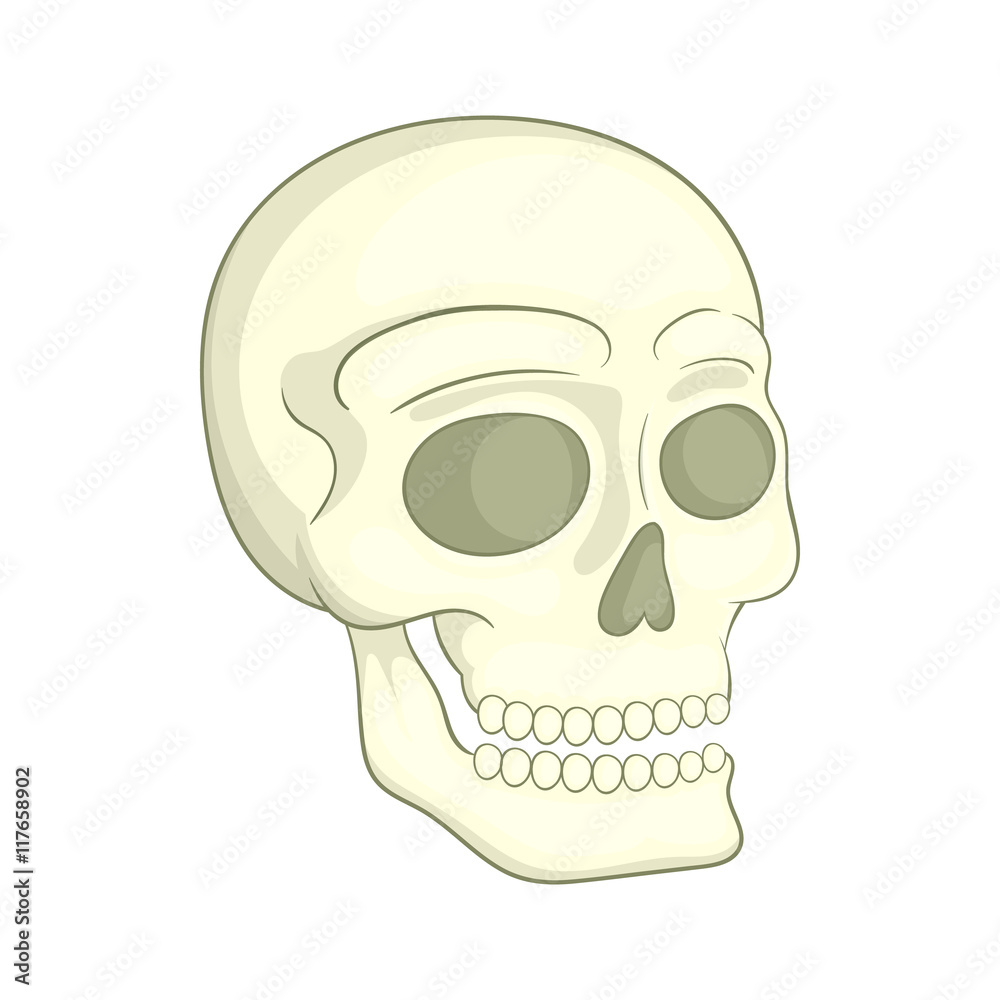 Human skull icon in cartoon style on a white background