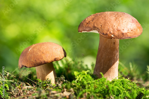 Mushroom in a forest, Boletus edulis.