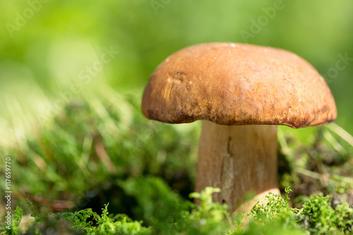 Mushroom in a forest, Boletus edulis.